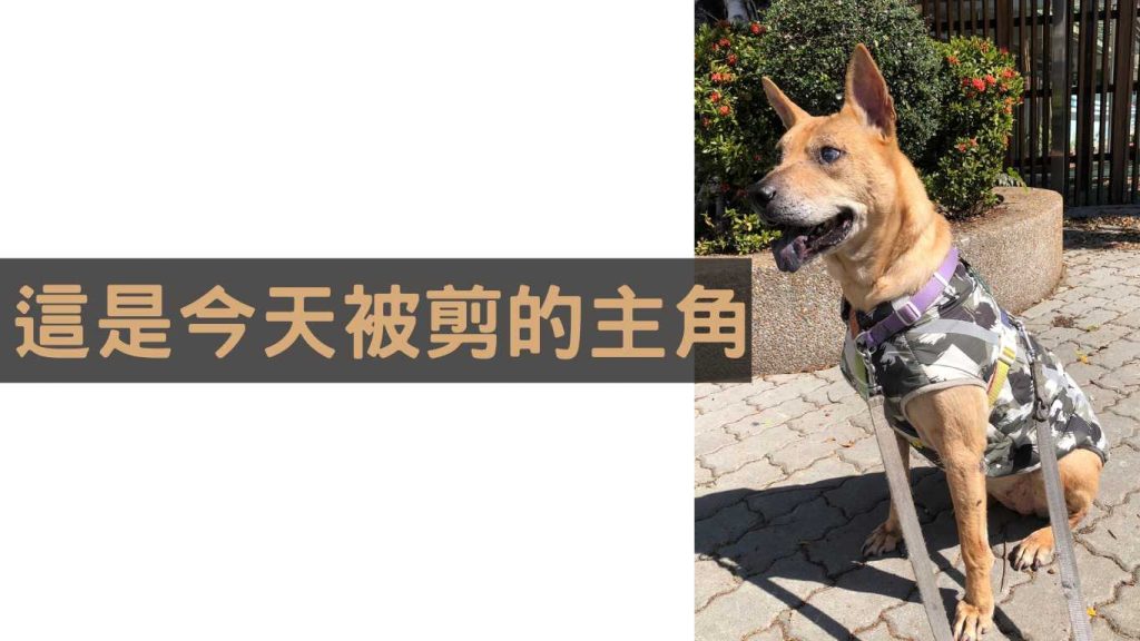大狗圈圈